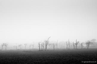 Kale bomen in mist