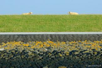 Twee schapen liggen met de koppen naar elkaar toe op de Waddendijk