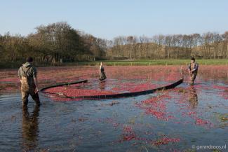 Oogsten van cranberries op ondergelopen stuk grond